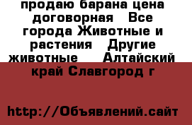 продаю барана цена договорная - Все города Животные и растения » Другие животные   . Алтайский край,Славгород г.